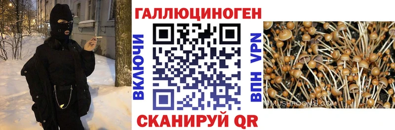 сайты даркнета Telegram  Свирск  Псилоцибиновые грибы мицелий  мега онион 